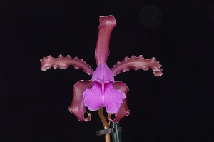 Cattleya elongata var. tenebrosa ‘Gayle II’ HCC/AOS 79 pts.